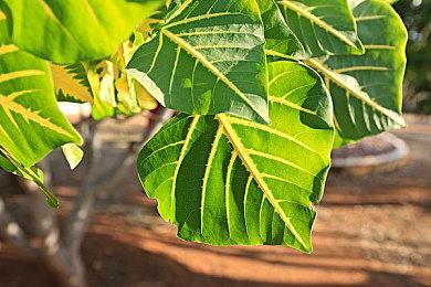 曝《生化危机0》重制版2027年发布 维罗妮卡重制版2028年发布